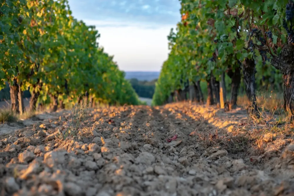 Soudure viticole près de Joigny