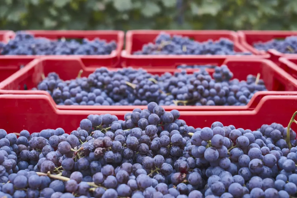 Récolte vigne